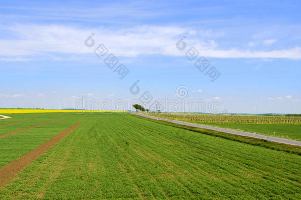 带<strong>有道</strong>路和风力涡轮机的田地和葡萄园