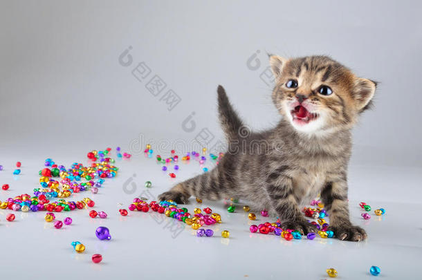 小猫咪用小金属铃铛串珠