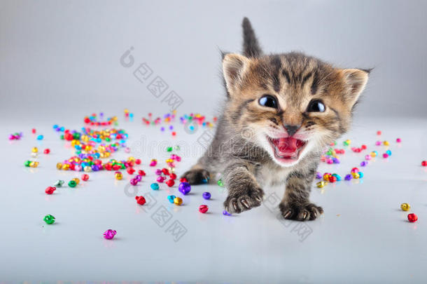 小猫咪用小金属铃铛串珠