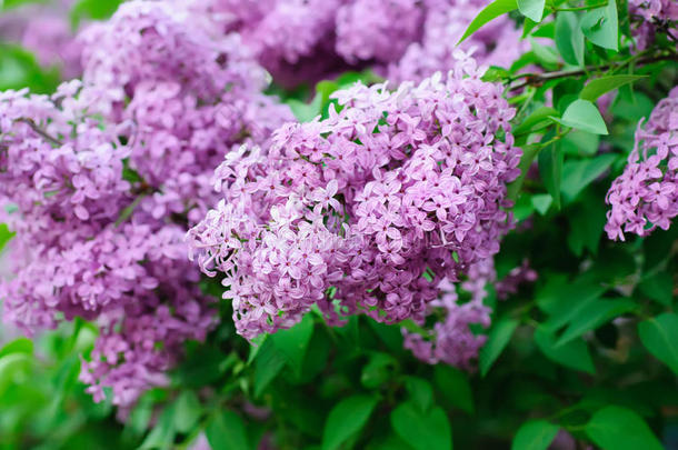 丁香花枝