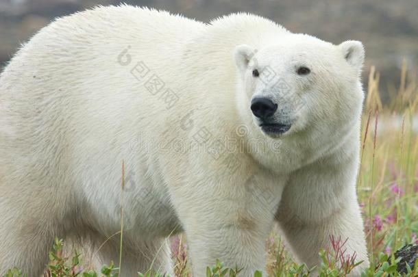 站在草地上的北极熊3