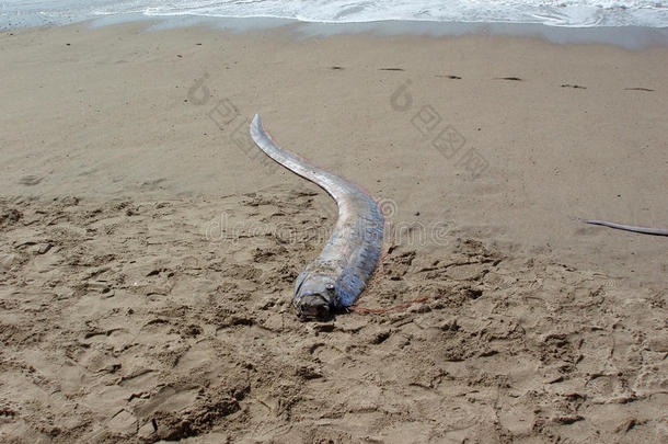 死桨鱼“海蛇”在墨西哥海滩冲<strong>上岸</strong>