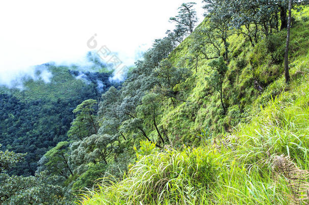 普索岛山的树