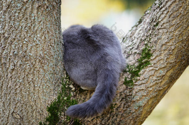 英国短毛猫爬树