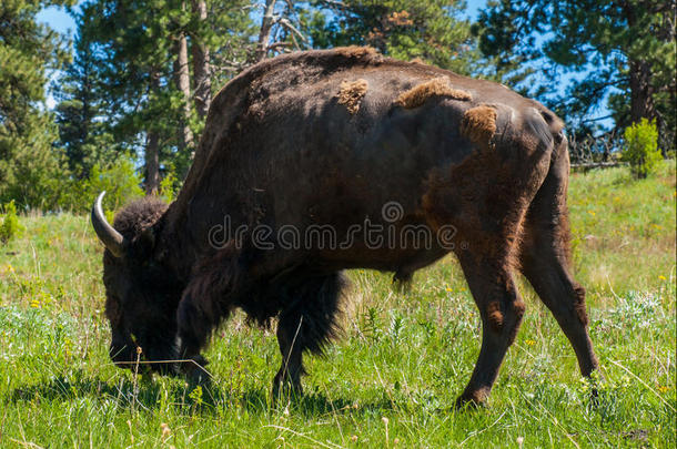大型美洲野牛