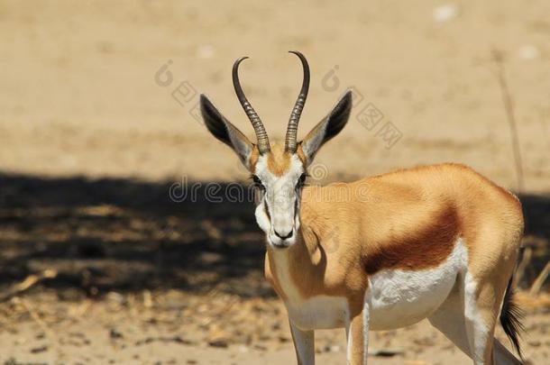 springbok-非洲野生动物背景-满嘴欢乐和幽默