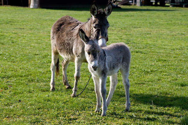 妈妈和一头小毛驴在草地上