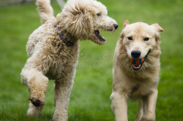 快乐的金色猎犬和狮子狗一起玩打狗宠物