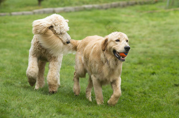 快乐的金色猎犬和狮子狗一起玩打狗宠物