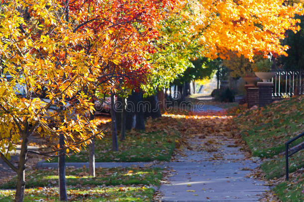 城市人行道上的落叶树-丹佛科罗拉多