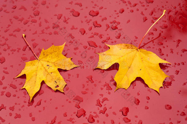 车上有树叶和雨滴的红色油漆