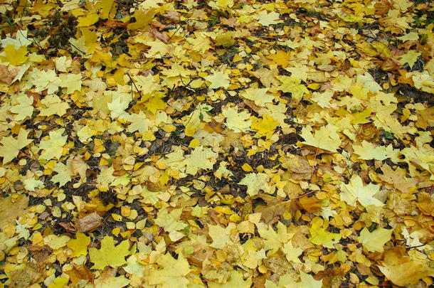 秋天的背景-秋天的黄色枫叶