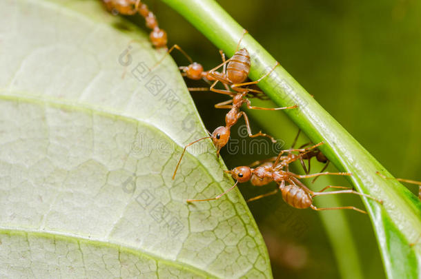 红蚂蚁团队合作