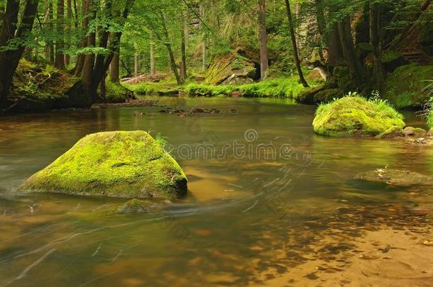 雨后的山间溪流在清新的绿叶林中。晚阳初秋射线夏末河畔