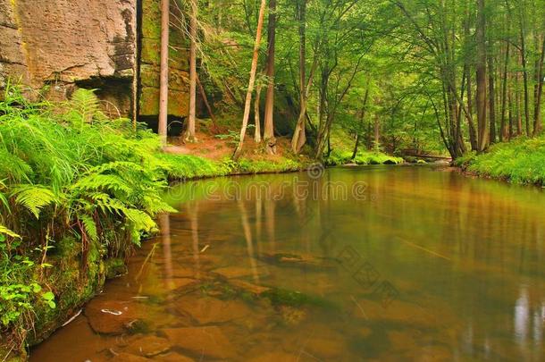 雨后的山间溪流在清新的绿叶林中。晚阳初秋射线夏末河畔