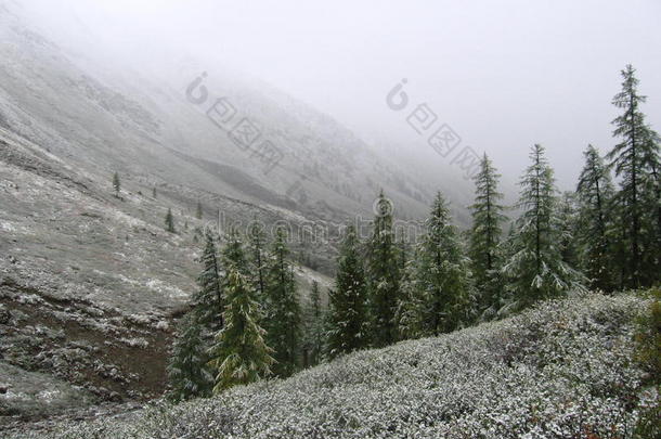 雪地里的树