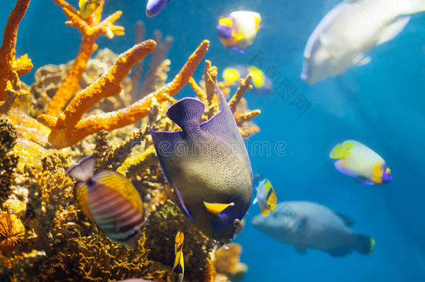 珊瑚色热带鱼