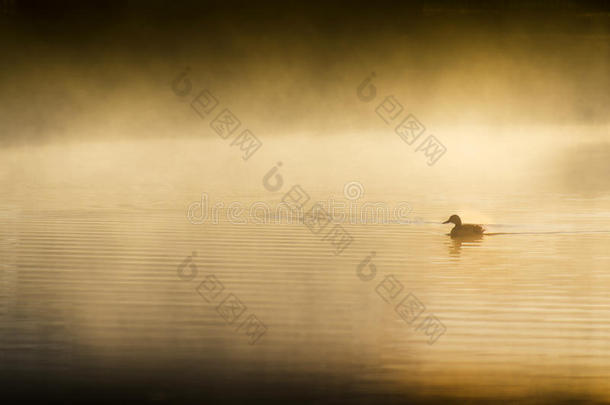 一只孤独的鸭子在朦胧的湖面上日出时静静地游着