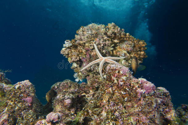 珊瑚礁中的海星五彩缤纷的水下景观