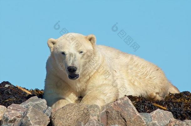 <strong>惊醒</strong>岩石上的北极熊