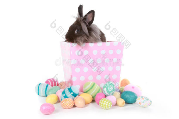 粉色圆点盒上的兔子