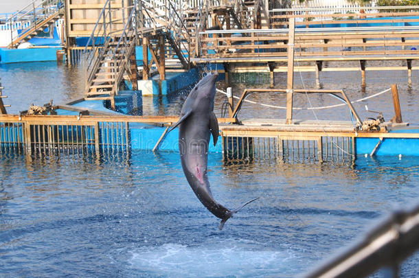 海豚跳