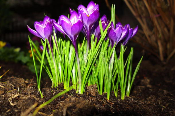 初春花紫番红花