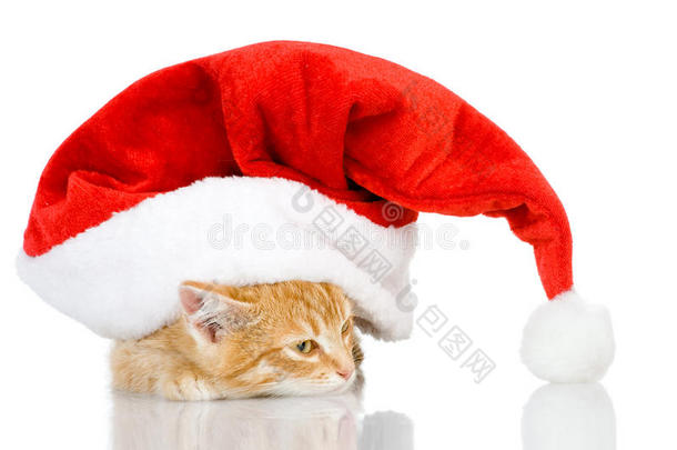 可爱的小猫咪戴着红色圣诞老人帽