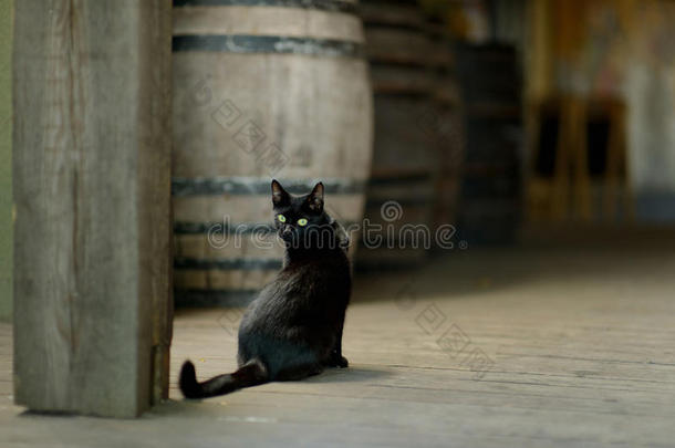 老酒厂里的黑猫