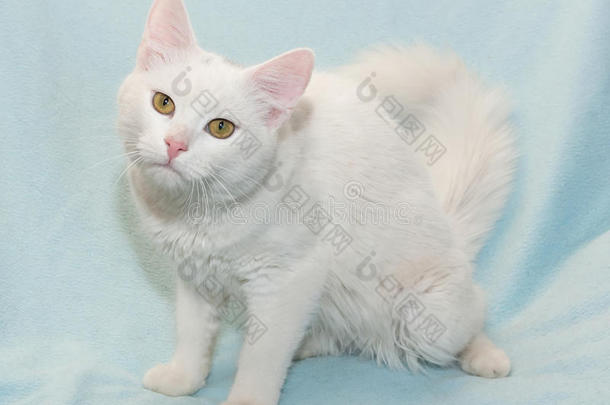 毛茸茸的白猫，黄眼睛坐着