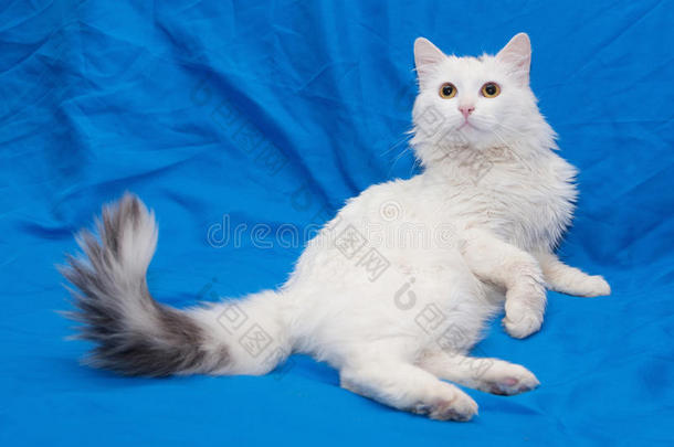 灰尾黄眼白猫