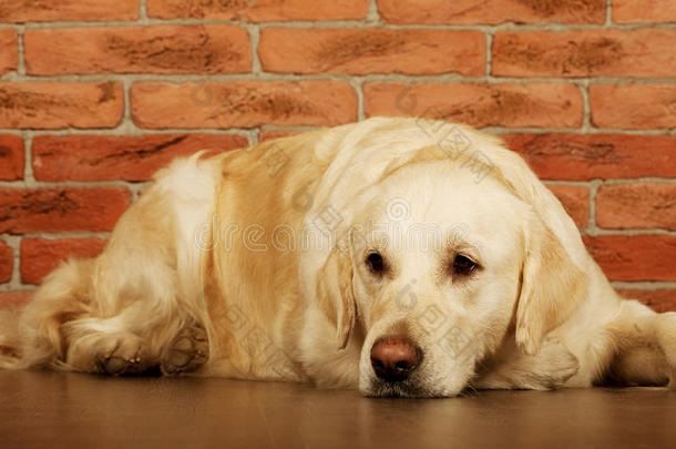 一只年轻的拉布拉多猎犬的肖像