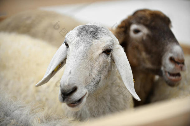 农场里的卡拉库尔羊