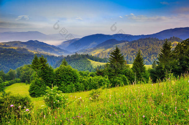 山间山谷附近的松树和蓝天白云下山坡上的秋林
