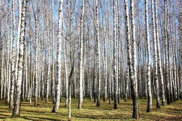 秋天桦树林十一月晴朗的天气