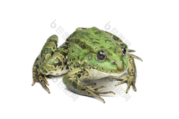 大型浅绿色斑点蛙