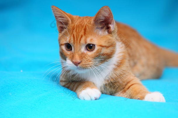 家里的动物-床上的红色可爱小猫宠物猫