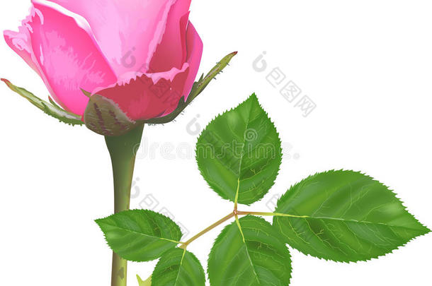 单瓣淡粉色玫瑰花