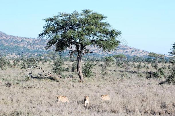 三只母狮在枯草中从树上退下