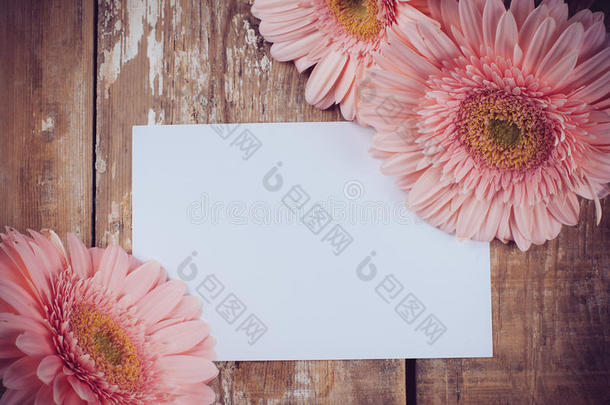 非洲菊和一块白色的空白纸板