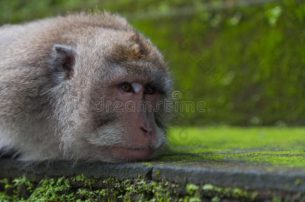 猴子躺在石头上-特写肖像