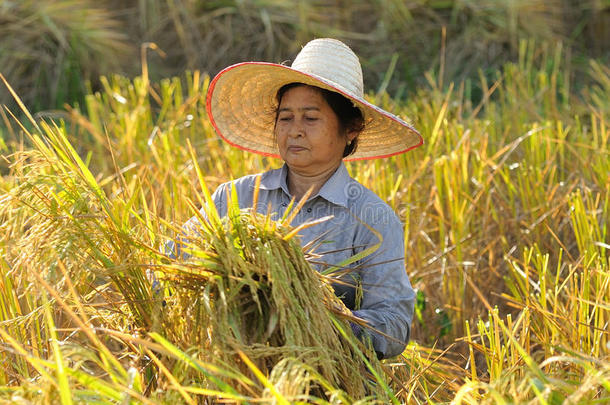 泰国稻田收割水稻的农民