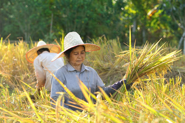 泰国稻田<strong>收割水稻</strong>的农民