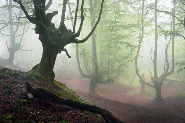 恐怖树丛生的恐怖森林