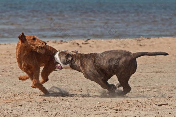 狗在沙滩上<strong>打斗</strong>1