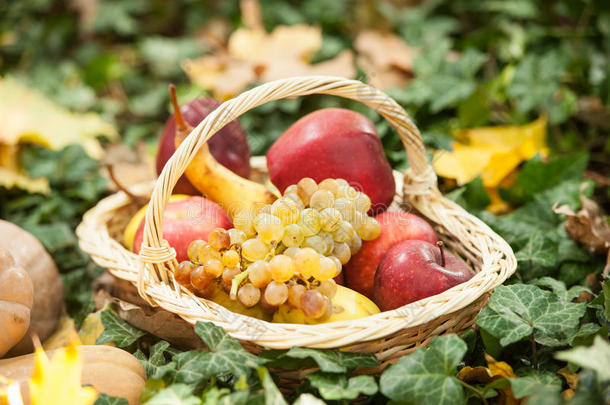 青草上的篮子里有不同的水果和蔬菜。室外秋收蔬菜（葡萄、苹果、南瓜）