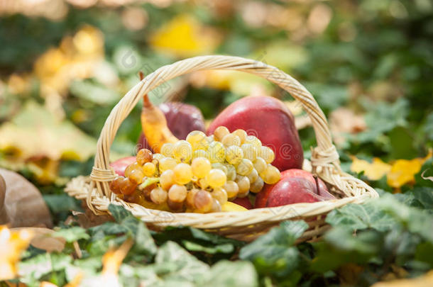 青草上的篮子里有不同的水果和<strong>蔬</strong>菜。室外秋收<strong>蔬</strong>菜（葡萄、苹果、南瓜）