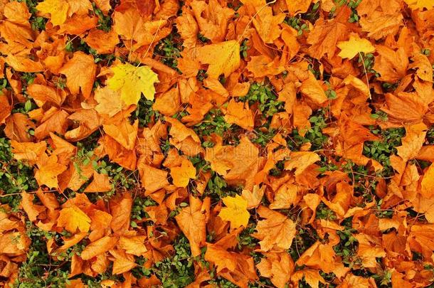 秋天的公<strong>园地</strong>面上有干的黄橙色的枫叶，五颜六色的叶子