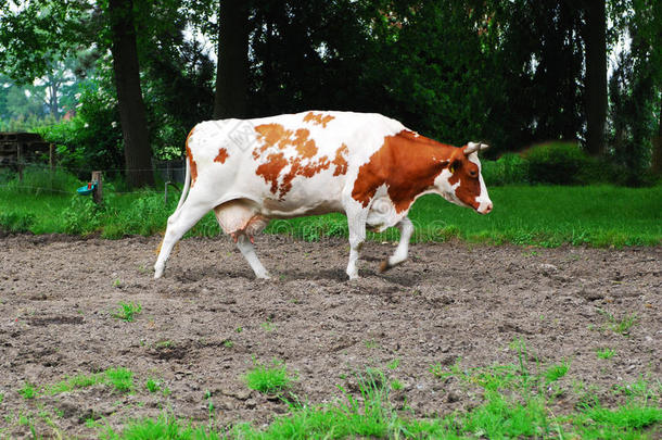 德国牧场上的奶牛