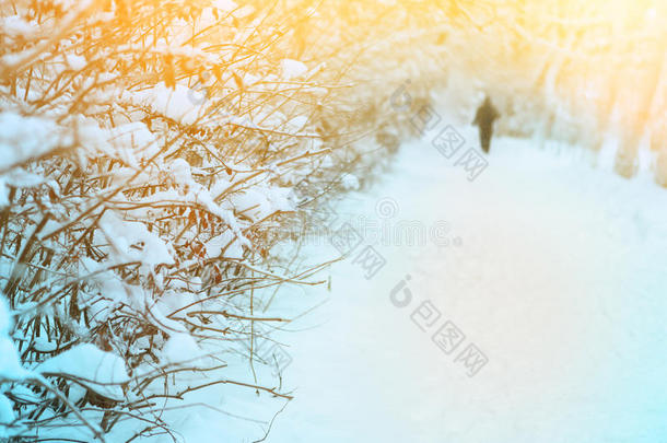 雪地小径，雪地里的树